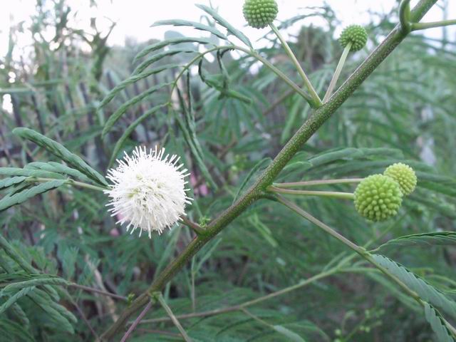 Leucaena leucocephala (Fabaceae)